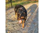 Adopt Tasha a Rottweiler