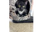 Adopt Samantha a Tuxedo, Domestic Short Hair