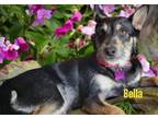 Adopt Bella a Terrier