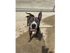 Adopt Susan a Pit Bull Terrier, Mixed Breed