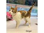 Adopt GINGER a Domestic Short Hair