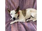 Adopt Petra a Australian Cattle Dog / Blue Heeler, Mixed Breed