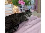 Adopt Sweet Pea a Domestic Short Hair