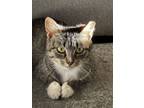 Adopt Brooke a Domestic Short Hair