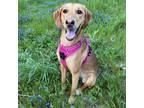 Adopt Bloom D14207 a Mixed Breed, Hound