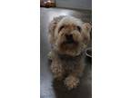 Adopt Mitsy a Yorkshire Terrier