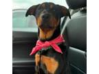 Adopt Serenity a Rottweiler, Mixed Breed