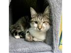 Adopt Brooklyn a Domestic Short Hair