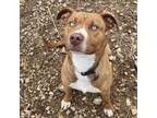 Adopt Judy Blue Eyes a Pit Bull Terrier, Mixed Breed