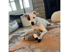 Adopt Lulu a Beagle, Mixed Breed