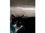 Adopt Alex a Domestic Short Hair