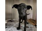 Adopt Miracle- 050706S a Labrador Retriever
