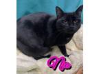 Adopt Nio a Domestic Short Hair