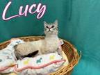 Adopt Lucy a Siamese, Domestic Short Hair