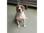 Adopt Sweetums a American Staffordshire Terrier