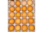 Usda certified organic eggs