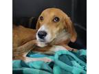Adopt Fern 24-0292 a Hound, Foxhound