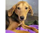 Adopt Ophelia 24-0294 a Hound, Treeing Walker Coonhound