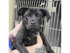 Adopt Kennedy 24-0297 a Black Labrador Retriever, Pit Bull Terrier