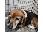 Adopt Martha 24-0296 a Beagle