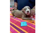 Adopt JOTTY a Pit Bull Terrier, Mixed Breed