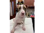Adopt JAZZY a Pit Bull Terrier, Mixed Breed