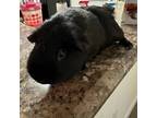 Adopt Blackberry a Guinea Pig