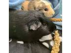 Adopt Raspberry a Guinea Pig