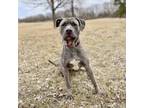 Adopt Deidre--In Foster a Pit Bull Terrier