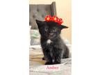 Adopt Amber a Domestic Short Hair