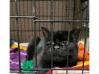 Adopt Nugget a Domestic Short Hair