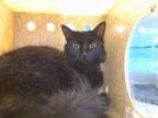 Adopt TEACUP a Domestic Medium Hair, Domestic Short Hair