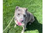 Adopt INDICA a Pit Bull Terrier