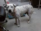 Adopt BUBBLE a Australian Cattle Dog / Blue Heeler, Mixed Breed