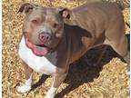 Adopt BAILEY a Pit Bull Terrier, Mixed Breed