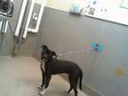 Adopt ZOONA a Pit Bull Terrier