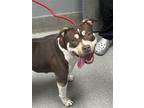 Adopt IVY a Staffordshire Bull Terrier