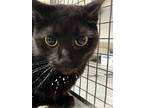 Adopt SARABI a Domestic Short Hair