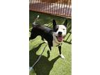 Adopt MAGGIE a Pit Bull Terrier, Mixed Breed