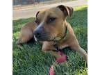 Adopt Jenny a Mixed Breed