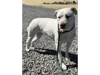 Adopt Bella a Corgi, Staffordshire Bull Terrier