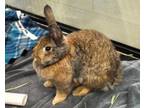 Adopt BARISTA a American, Bunny Rabbit