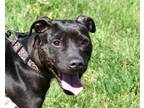 Adopt SHELBY a Pit Bull Terrier