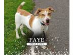 Adopt Faye a Hound