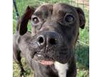 Adopt Chelsea a Boxer