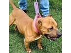 Adopt Agatha a Pit Bull Terrier