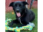 Adopt Viela a Labrador Retriever