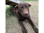 Adopt Mindy a Chocolate Labrador Retriever