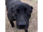 Adopt Annette a Labrador Retriever