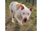 Adopt Barbie a Pit Bull Terrier